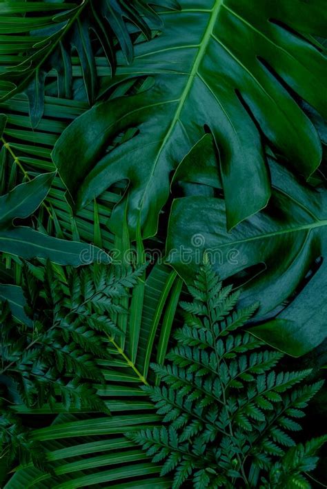 Abstract Green Leaf Texture Nature Background Tropical Leaf Stock