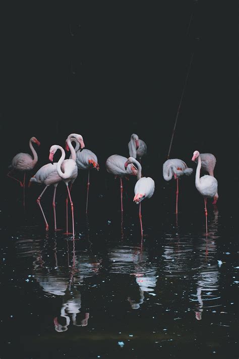Flamingo Birds Reflections Pond Hd Phone Wallpaper Pxfuel