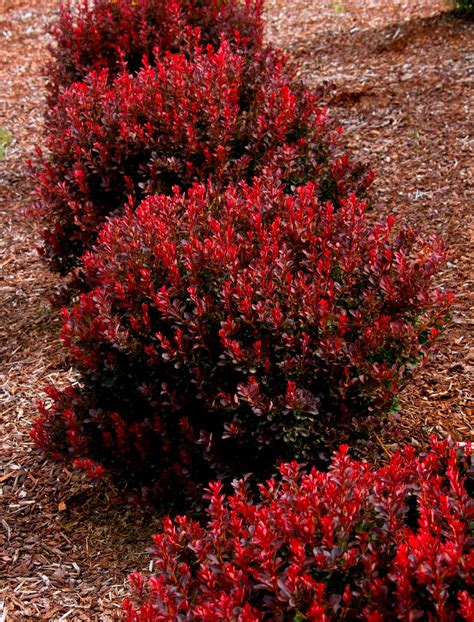 10 Colorful Shrubs For Year Round Bushes In Your Backyard