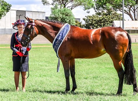 Breed Feature The Standardbred Equestrian Hub