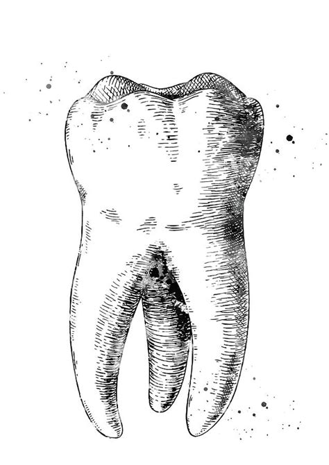 Human Tooth 3 Digital Art By Erzebet S