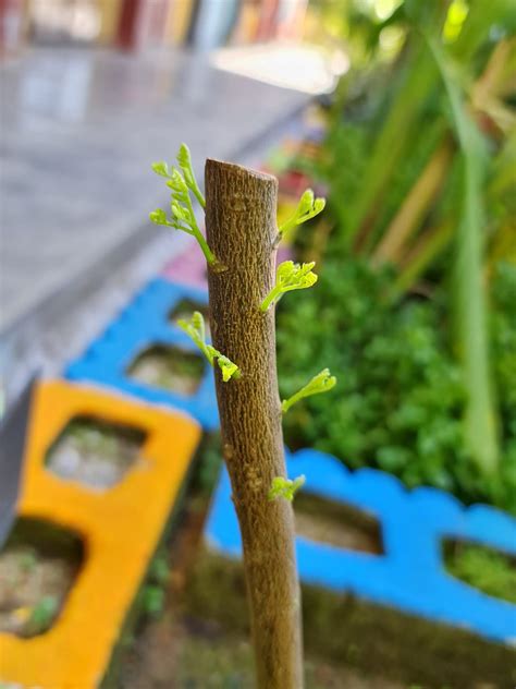 Batang pada tumbuhan monokotil, batang tumbuhan tidak mengalami percabangan, besar batang tumbuhan monokotil dari bawah keatas hampir sama tempat fotosintesis. Daun Kuning & Gugur, Dahan Mati Tanda Pokok Kena Serangan ...