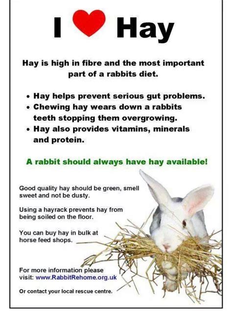 Care Sheet And Tips On Taken Care Of Your Bunny Mid Atlantic Rabbit