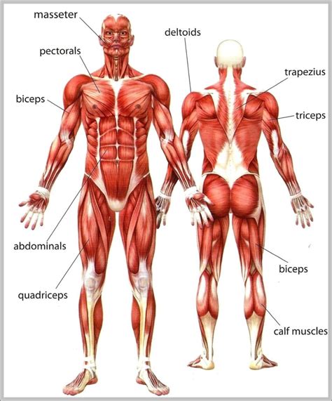 Upper Body Anatomy Diagram Anatomy Pinterest Body Anatomy Upper My