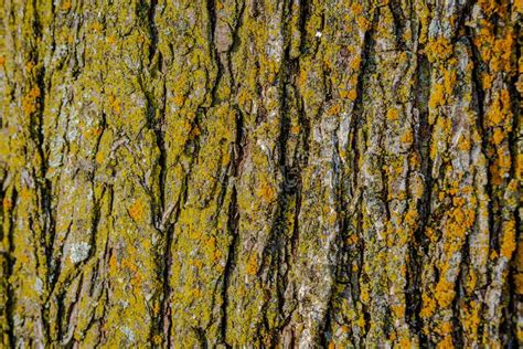 Tree Bark Texture Close Up Photo Stock Image Image Of Autumn Brown