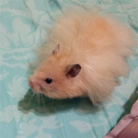 Fluffy Little Ball 🐹🐹🐹 Hamsterlove Hamstergram Hamster
