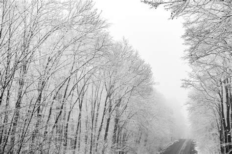 Beautiful Winter Landscape In The European Forest Snow On The Trees