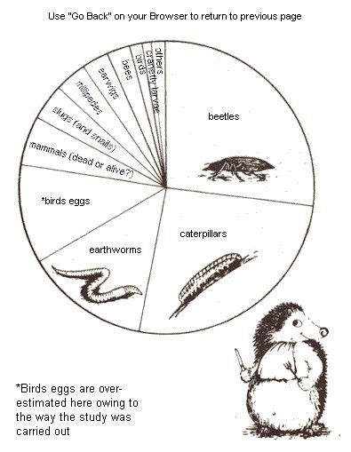 Wild Hedgehog Diet Diagram Infographic