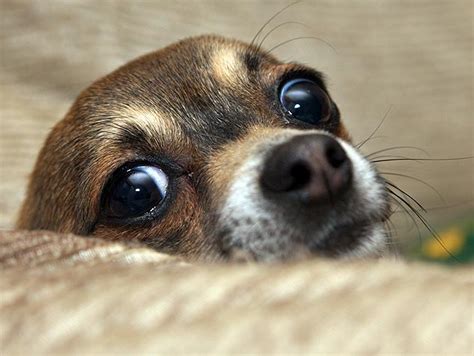 Can Dogs See Ghosts And Spirits Horrifying Urdogs