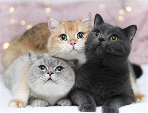 Tres Gatitos De Diferentes Colores Cute Cats Baby Cats Beautiful Cats