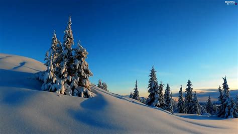 Winter Snowy Spruces Mountains Beautiful Views Wallpapers 2560x1440