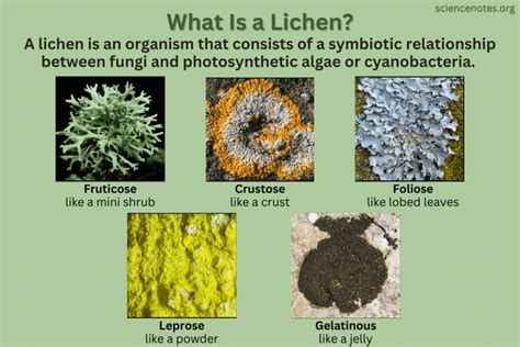 What Is A Lichen Definition And Facts