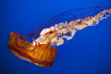 Jellyfish Tentacles 6741 Stockarch Free Stock Photos