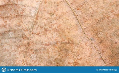 Close Up Of Dry Teak Leaves For A Background Stock Image Image Of