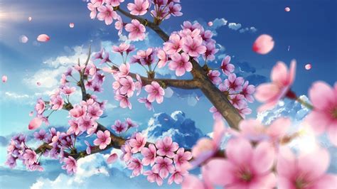 Cherry Blossom Wallpaper For Mobile Phone Tablet Desktop Computer And