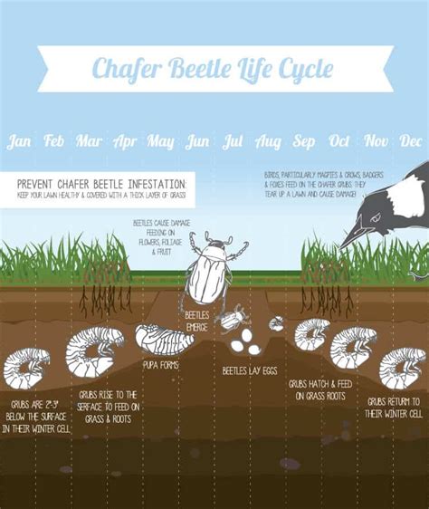 Chafer Grubs How To Kill Remove And Prevent Them From Invading Your Lawn