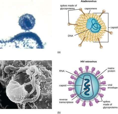 34 Label Each Of The Viral Capsid Shapes Labels 2021