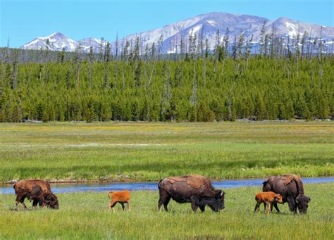 16 Bison Calves Born In Banff National Park Goodnews By Greatergood