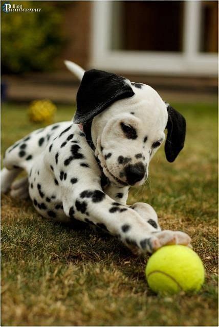 Fifteen of them are pongo and perdita's puppies, who are kidnapped by the evil cruella de vil, and their parents journey off to go rescue them. Baby Dalmatian | A Love for Spots | Pinterest