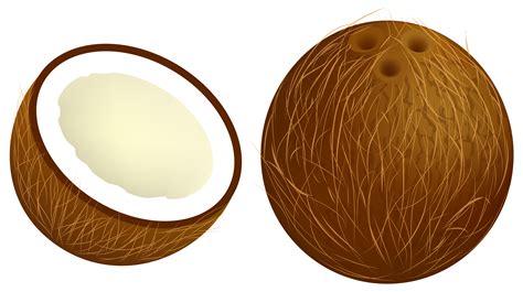 Coconut Png Vector Clipart Image Png Download 61623455 Free