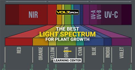 What Is The Best Light Spectrum For Plant Growth