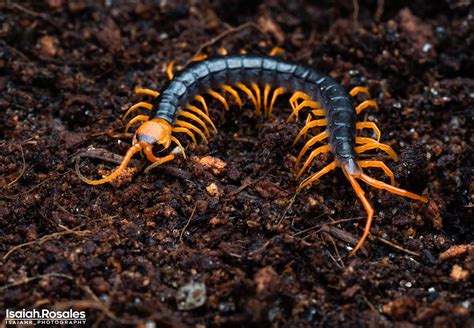 Scolopendra Subspinipes Dehaani Scolopendra Subspinipes De Flickr