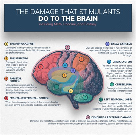 Infographics Show The Damage Substance Abuse Can Do To The Brain Info Carnivore
