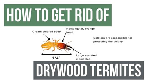 How To Get Rid Of Termites In House Asap Cash Offer