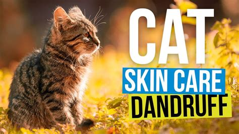 Cat Skin Care Dandruff Youtube