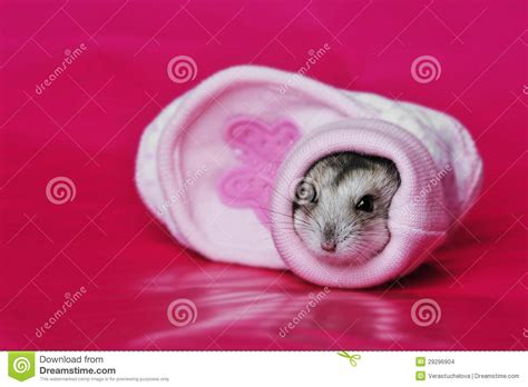 Cute Hamster Stock Photo Image Of Background Close 29296904