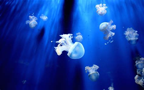 Wallpaper Jellyfish Underwater World Tentacles Hd Widescreen High