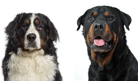 All About The Rottweiler Bernese Mountain Dog Mix Bernweiler With