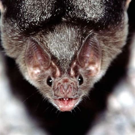 40 Bat Pictures Which Shows They Arent Vampires