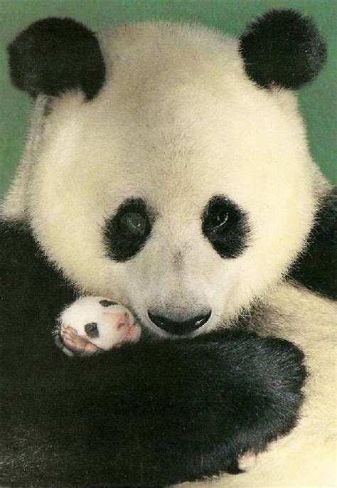 Giant Panda With New Born Baby Super Cute Baby Panda Panda