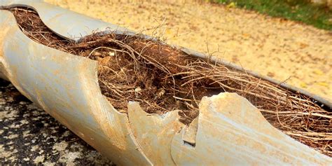 Why Older Homes Suffer Blocked Drains From Tree Roots Ruttley Services
