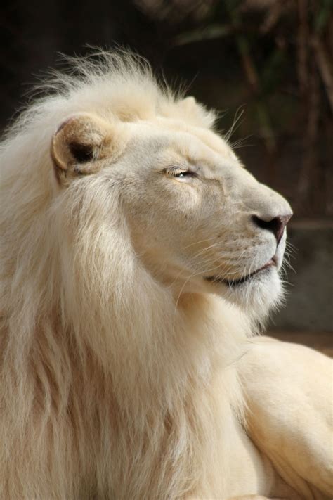 ~~satisfactions Male White Lion By Maresa~~ Animal
