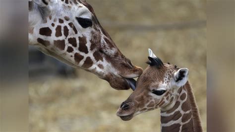 Animal Kingdoms Loving Moms