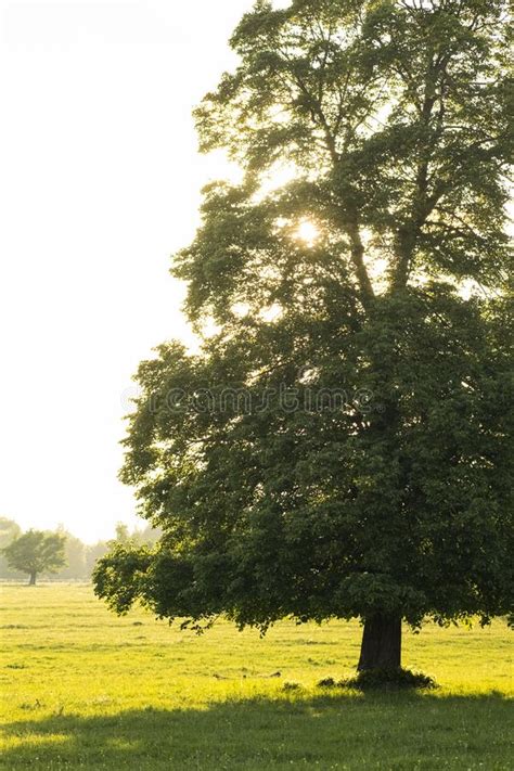 A Field On Which Grows One Beautiful Tall Oak Tree A Summer Landscape