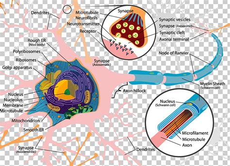 Soma Anatomy