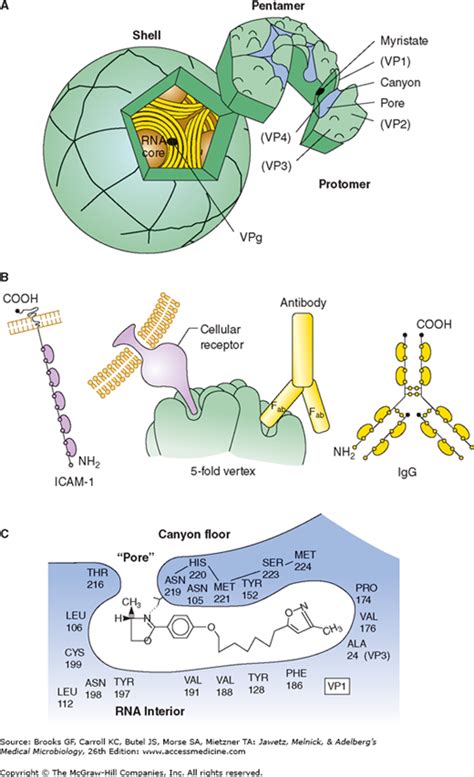 The structure of human rhinovirus 1a (hrv1a) has been determined to 3.2 a resolution using phase refinement and extension by symmetry averaging starting with phases at 5 a resolution calculated from the known human rhinovirus 14 (hrv14) structure. Chapter 36. Picornaviruses (Enterovirus and Rhinovirus ...