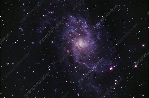 M33 Triangulum Spiral Galaxy Stock Image C0124253 Science Photo