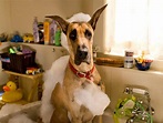 Movie Review of Marmaduke the Movie (2010 Movie) - HubPages