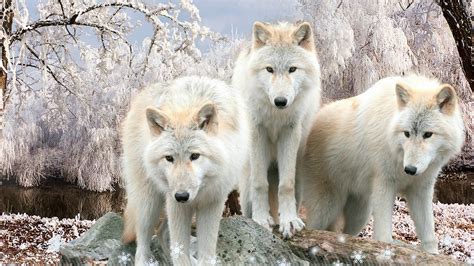 Download Snow Winter White Wolf Animal Wolf Hd Wallpaper