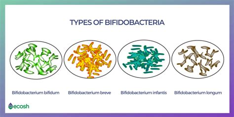 17 Types Of Good Bacteria The List Of Most Beneficial Species Of