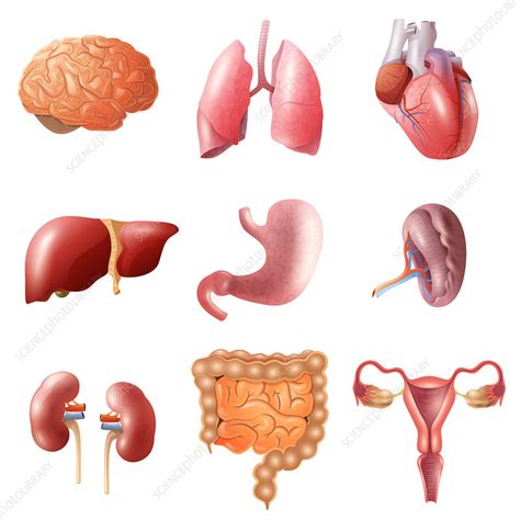 Human Organ Icons Illustration Stock Image F Science