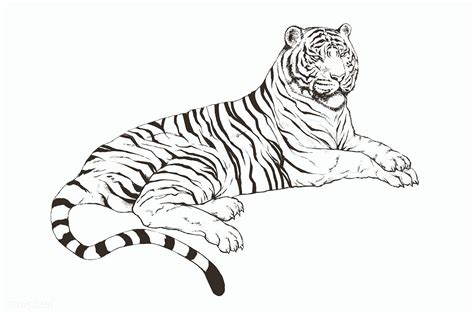 Hand Drawn Lying Tiger Illustration On An Off White Background