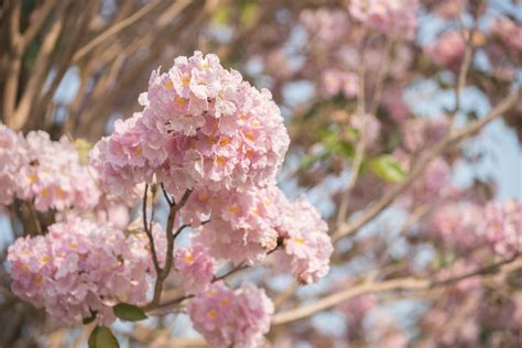 19 Types Of Flowering Trees To Embellish Your Beautiful