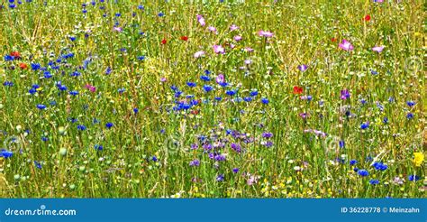 Blooming Wildflower Meadow Stock Photo Image Of Botanical 36228778