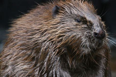 Beaver Rodent Castor Wallpapers Hd Desktop And Mobile Backgrounds