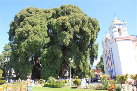 El Tule El árbol Más Grande Viejo E Impresionante De México